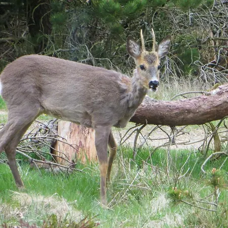 10 Person In Feriehus Nørre Nebel