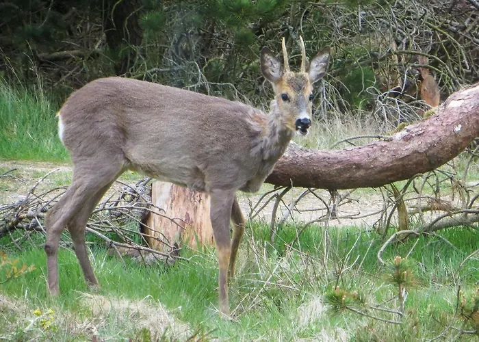10 Person In בית נופש Nørre Nebel